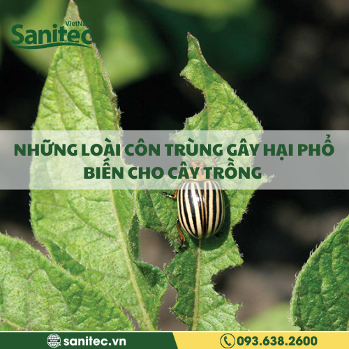 NHỮNG LOÀI CÔN TRÙNG GÂY HẠI PHỔ BIẾN CHO CÂY TRỒNG